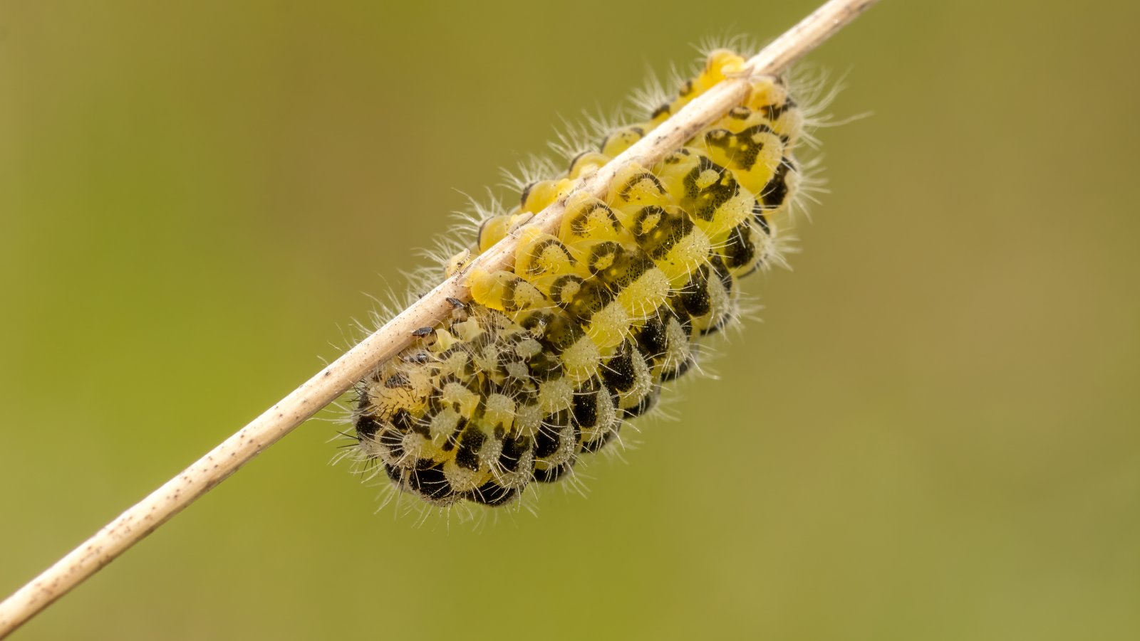 Macro & Insects