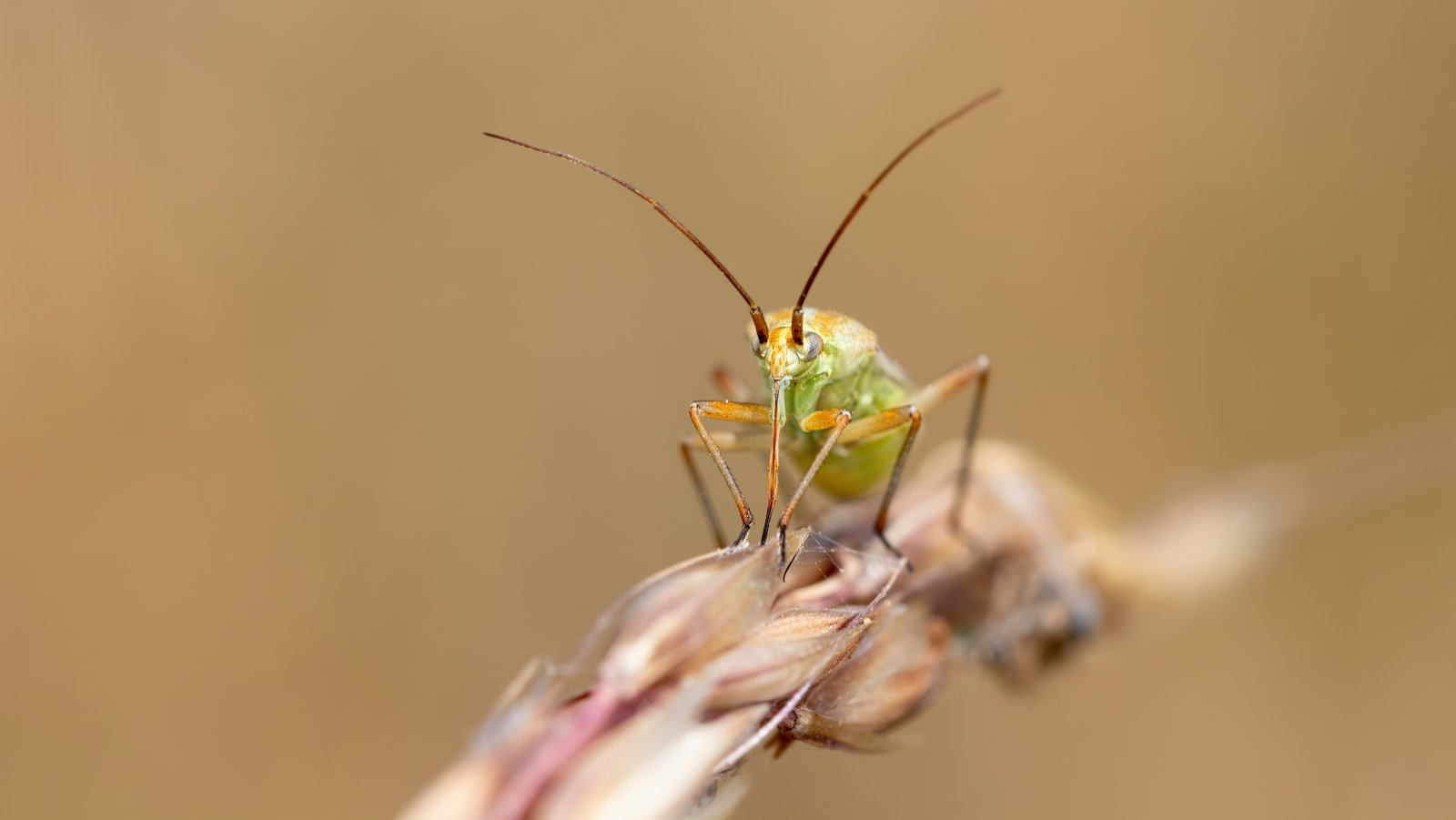 Macro & Insects