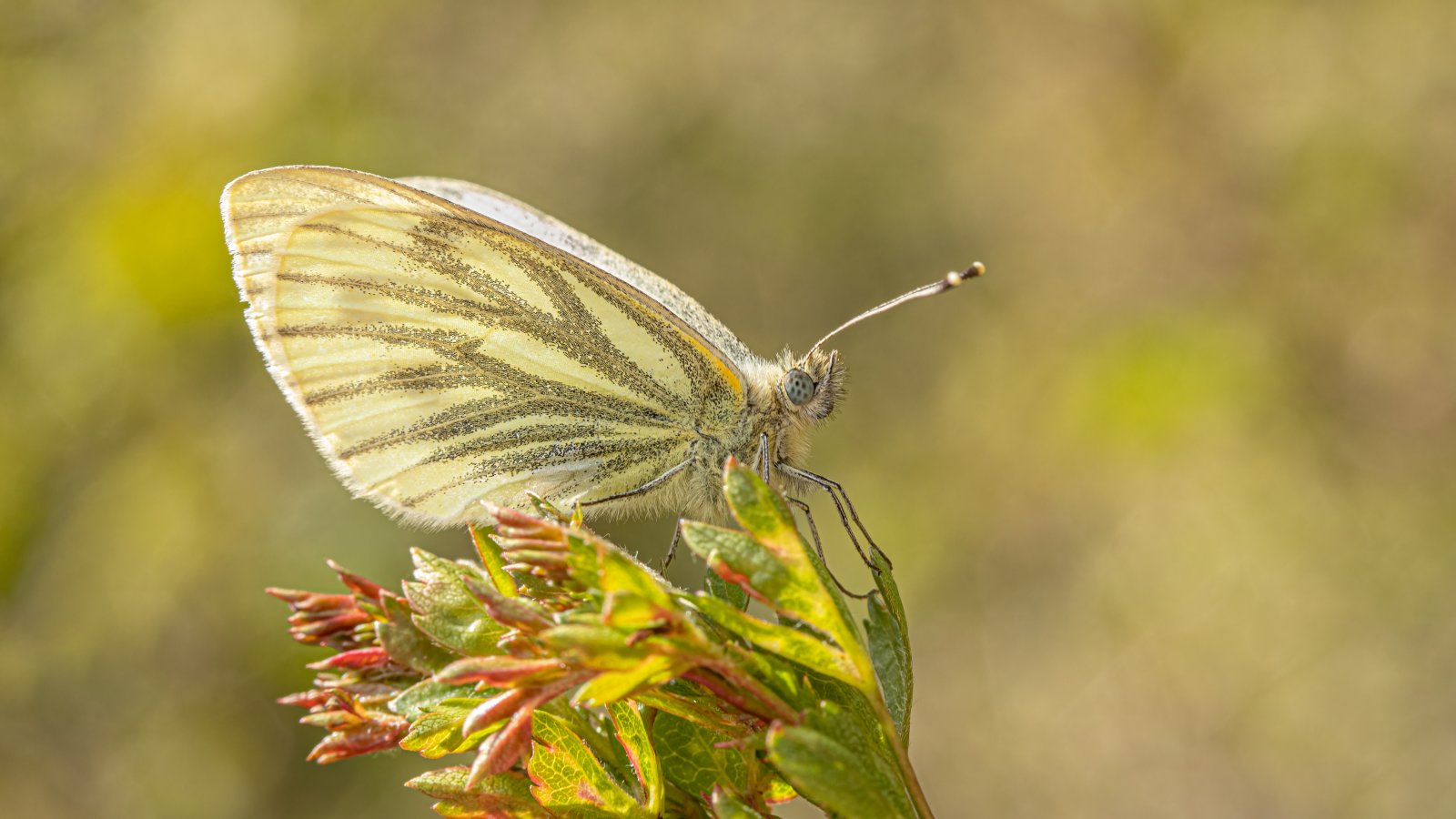 Macro & Insects