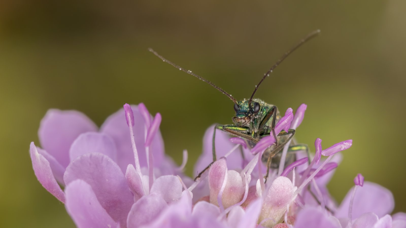 Macro & Insects