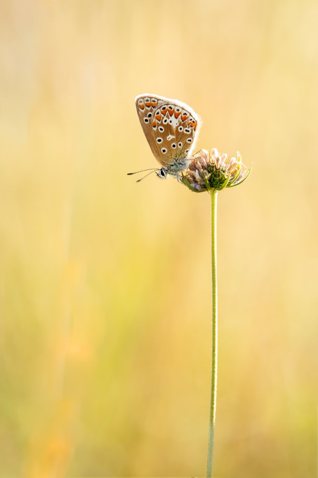 Macro & Insects