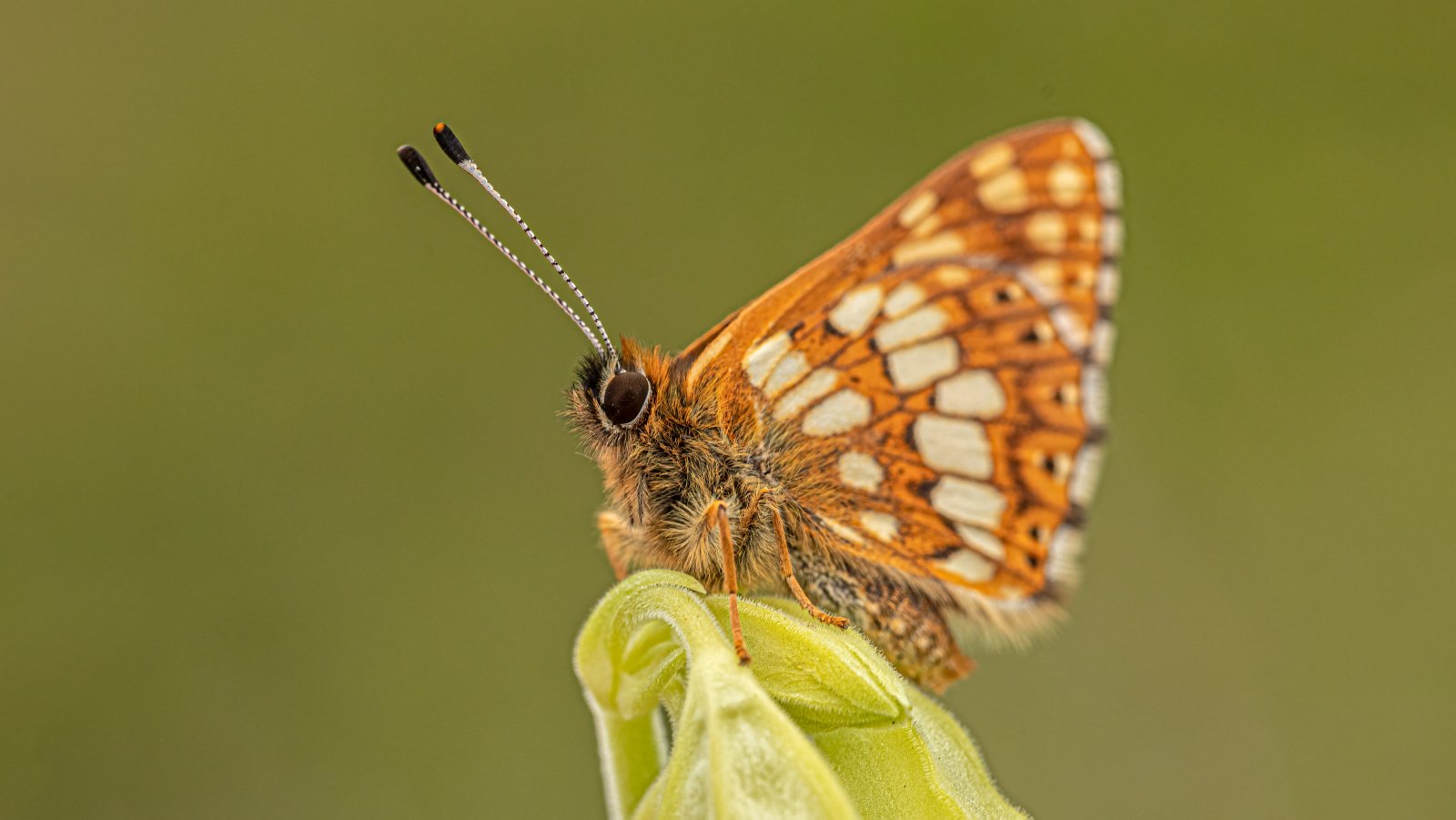 Macro & Insects