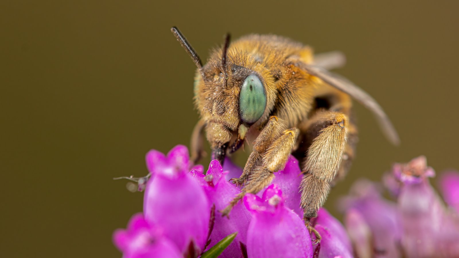 Macro & Insects