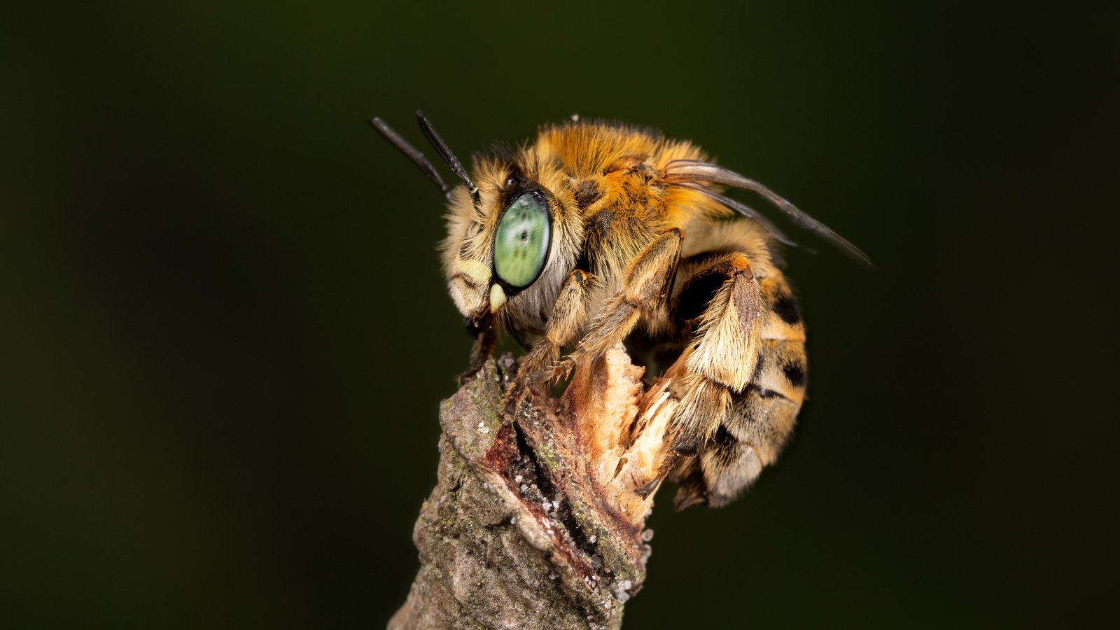 Macro & Insects