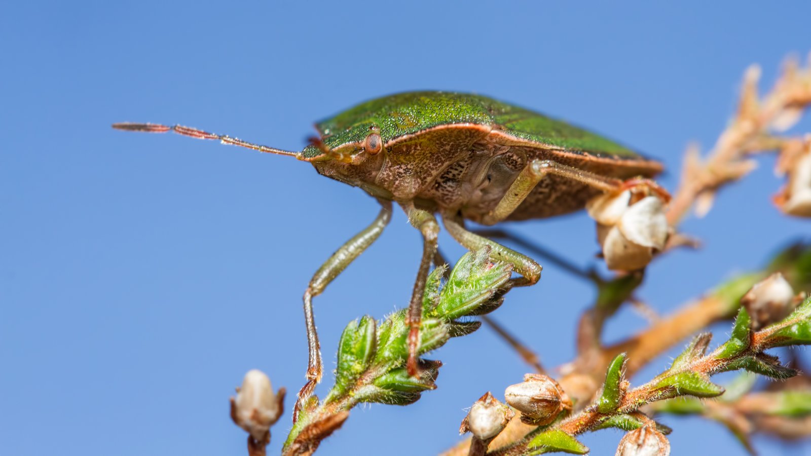 Macro & Insects