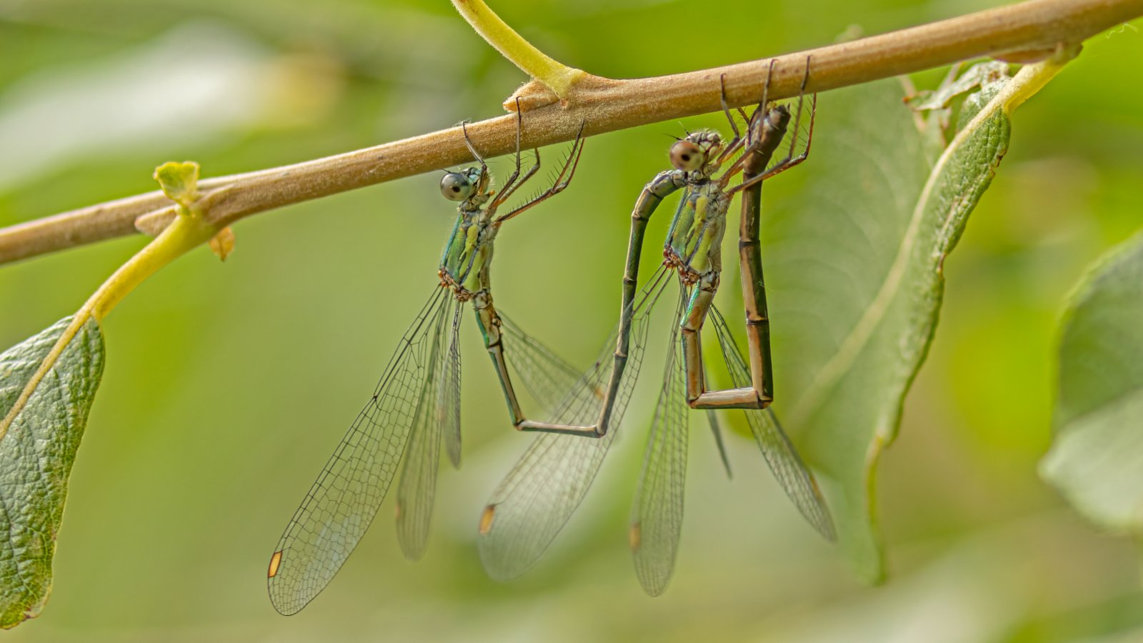 Macro & Insects