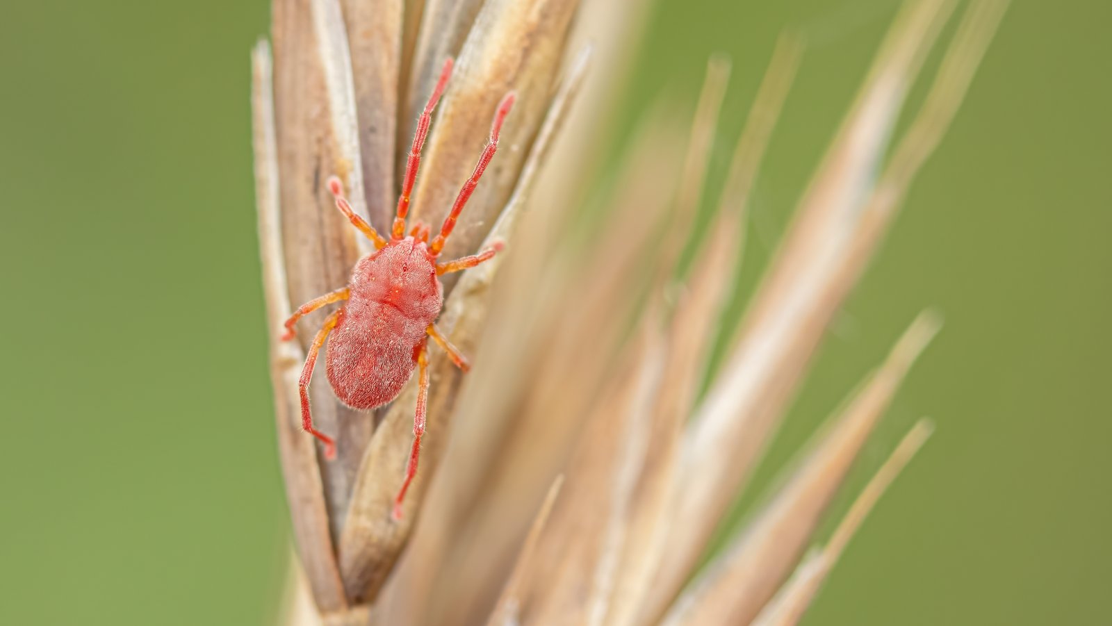 Macro & Insects