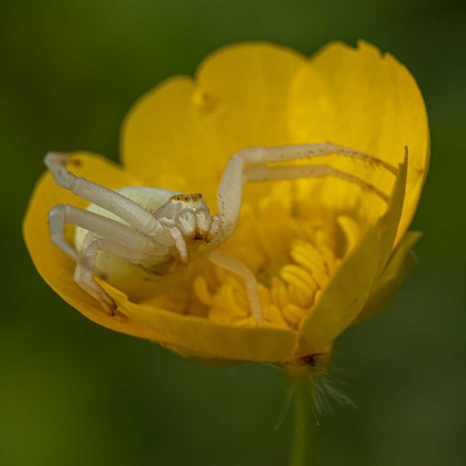 Macro & Insects