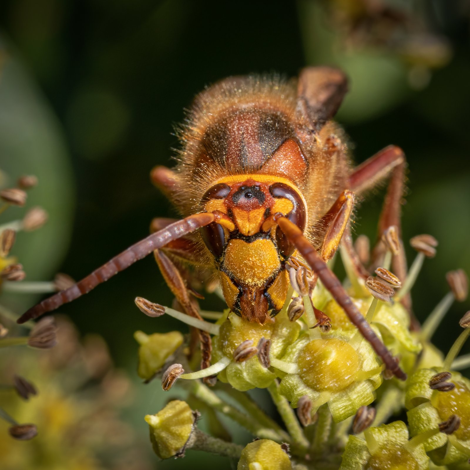 Macro & Insects