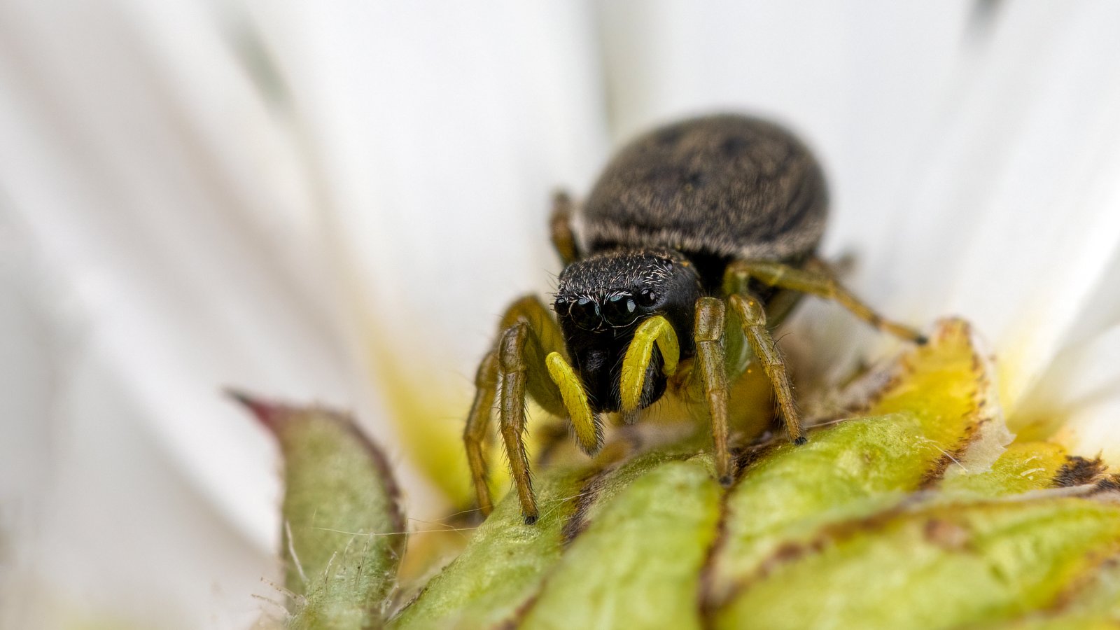 Macro & Insects