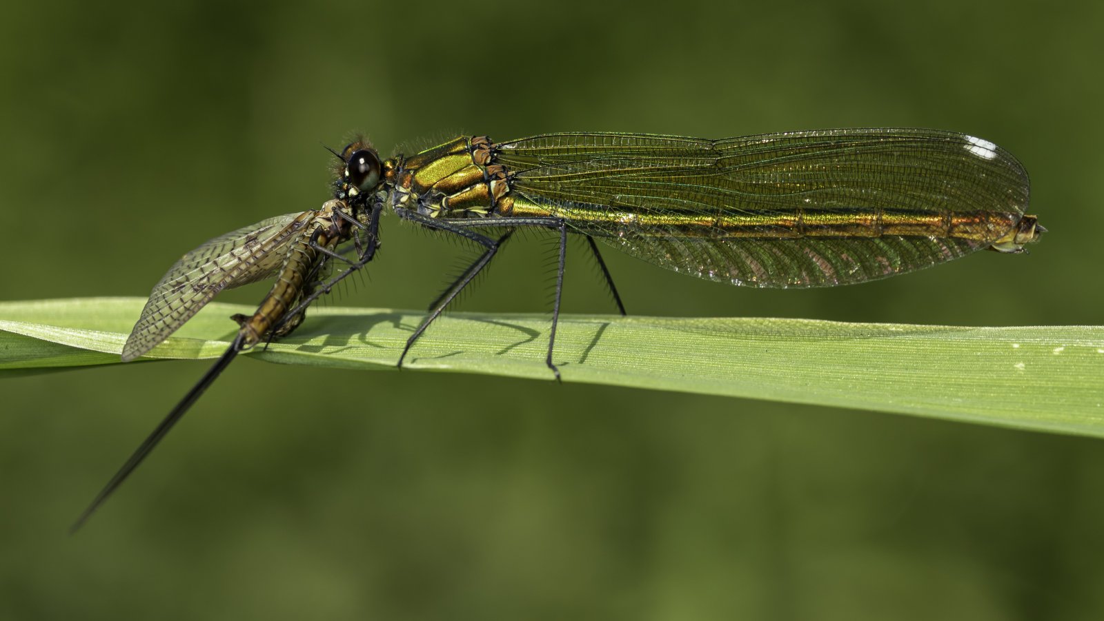 Macro & Insects