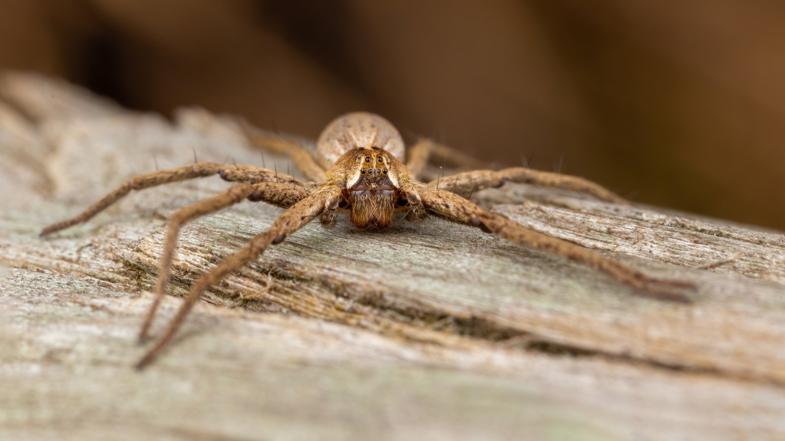 Macro & Insects