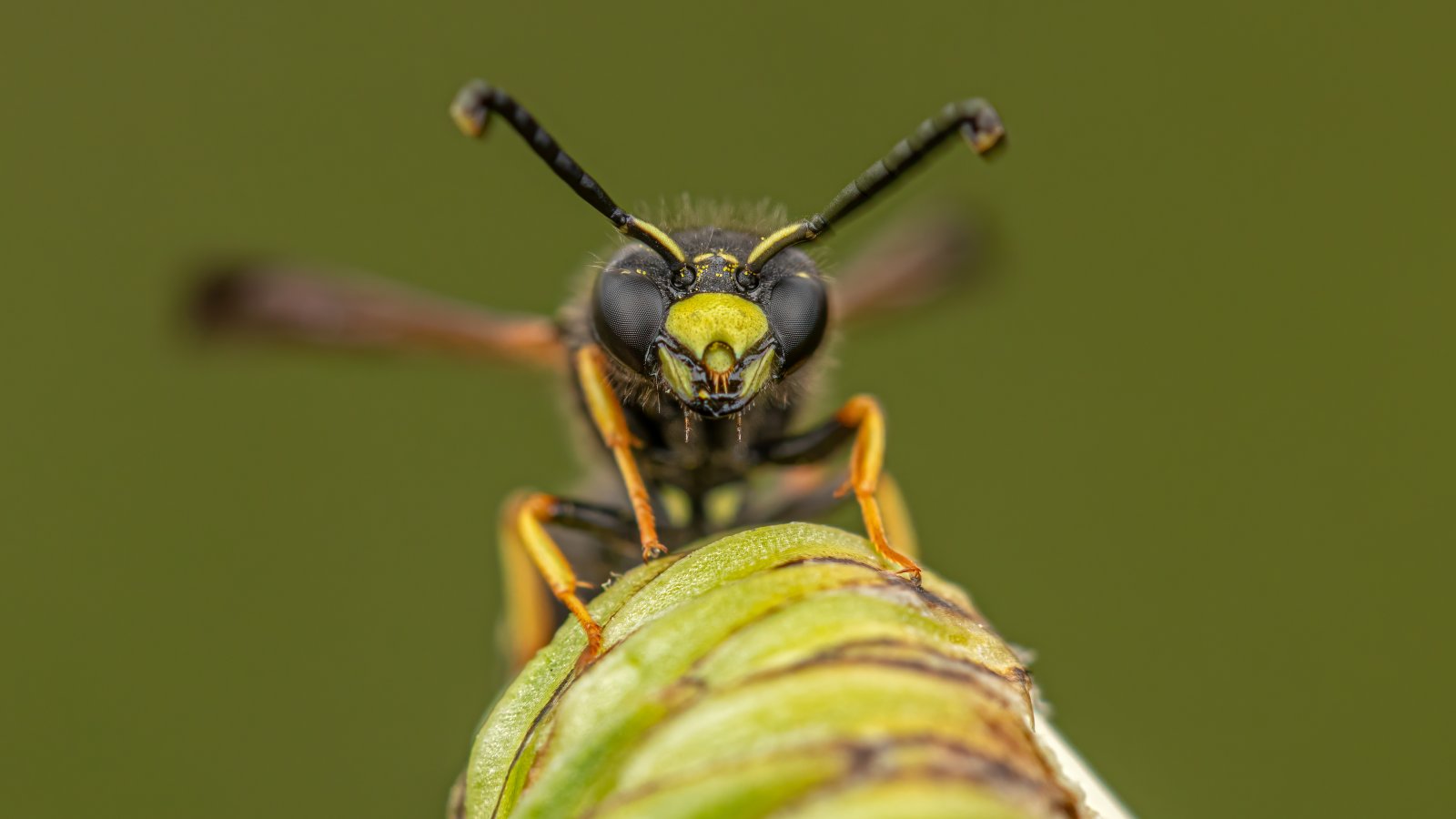 Macro & Insects