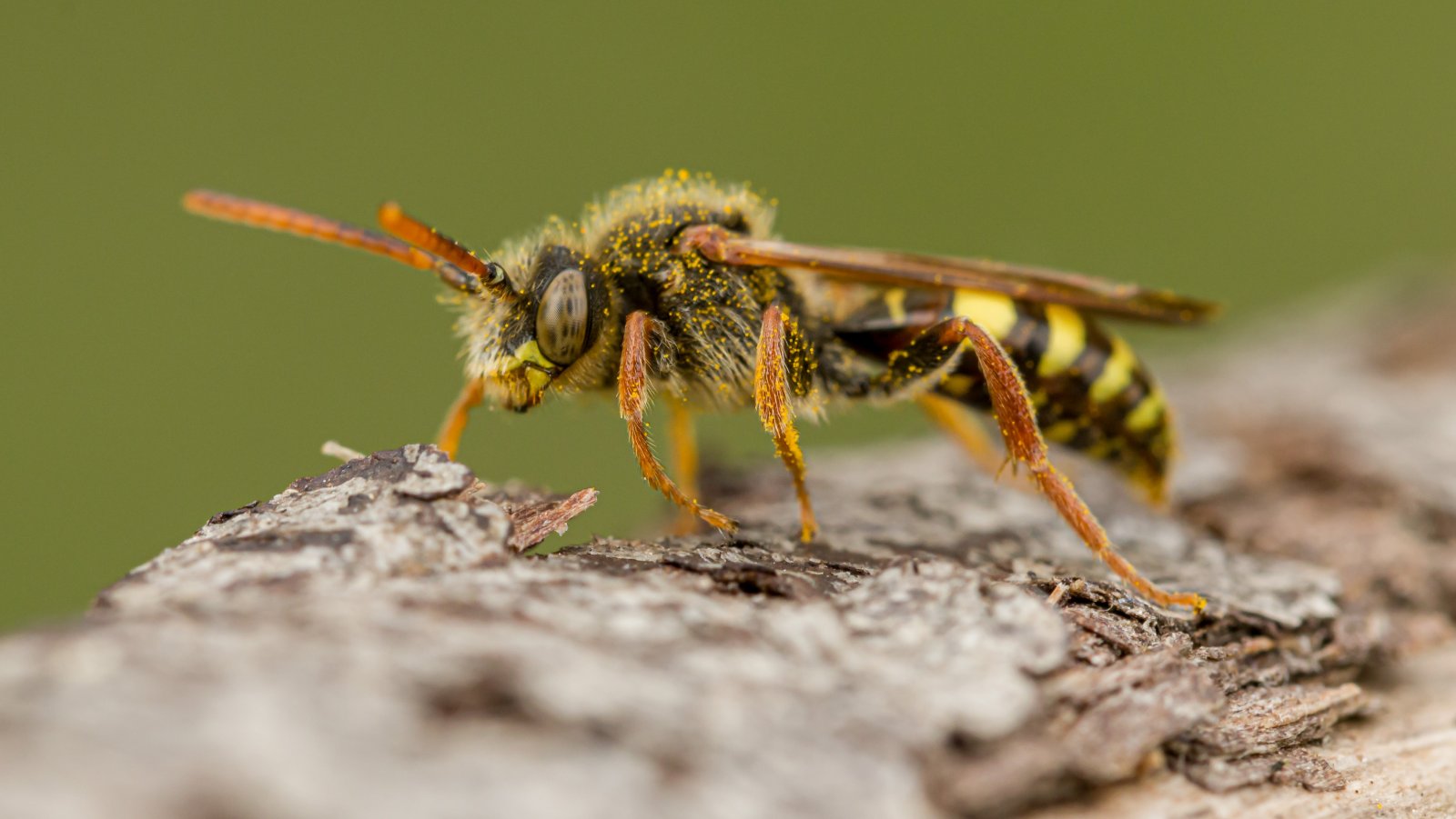 Macro & Insects