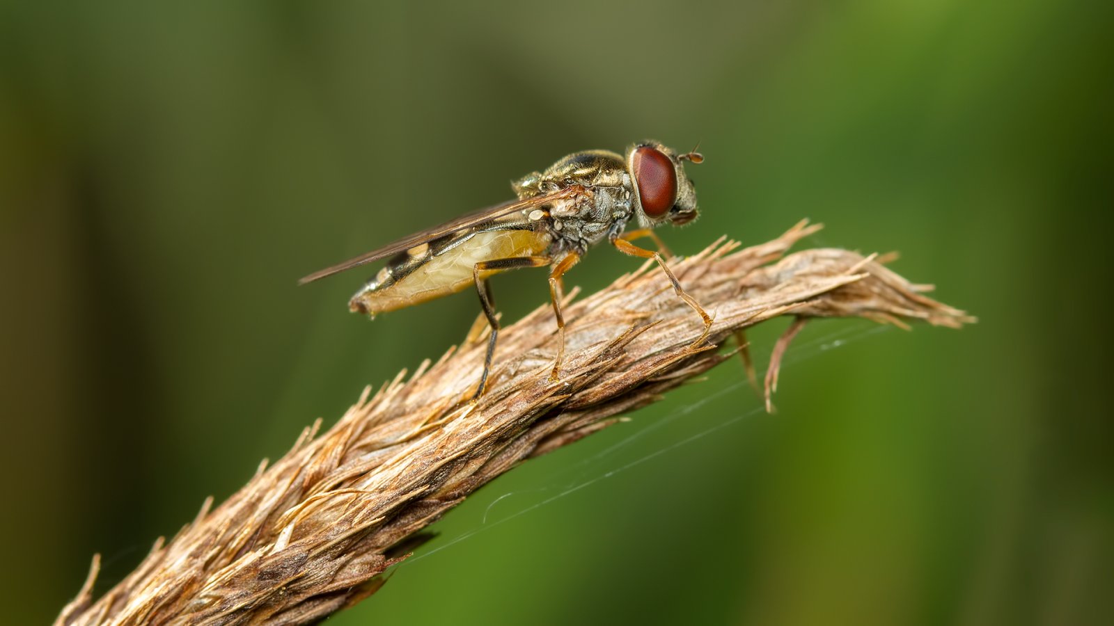 Macro & Insects