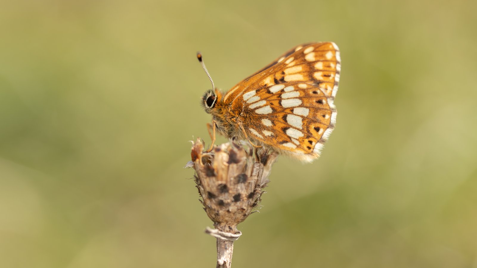 Macro & Insects