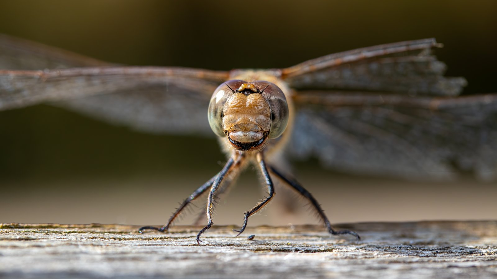 Macro & Insects