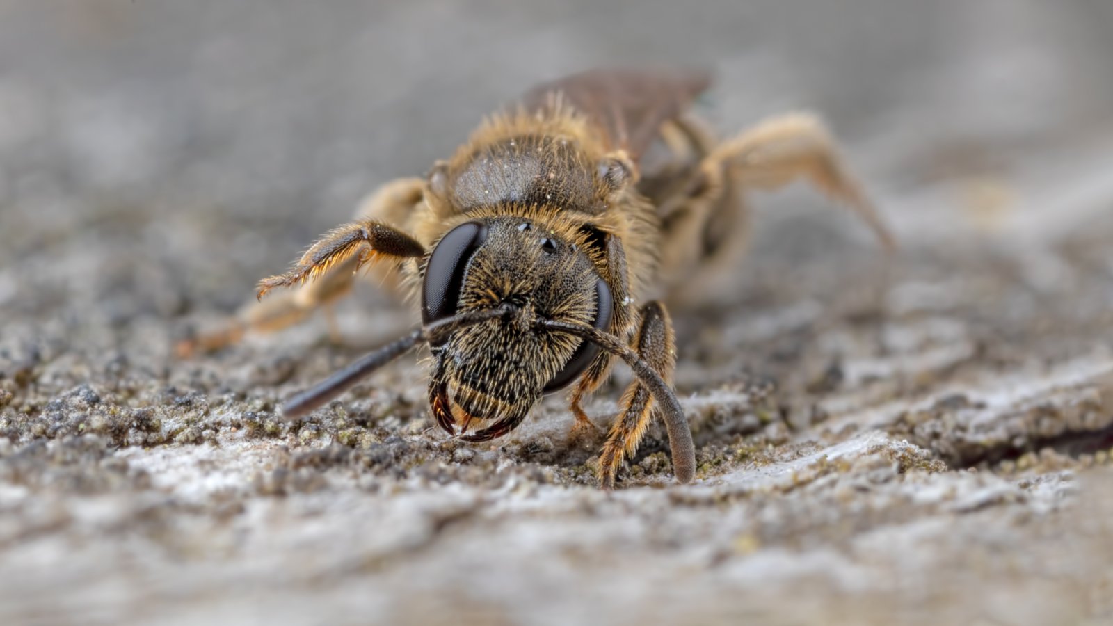 Macro & Insects