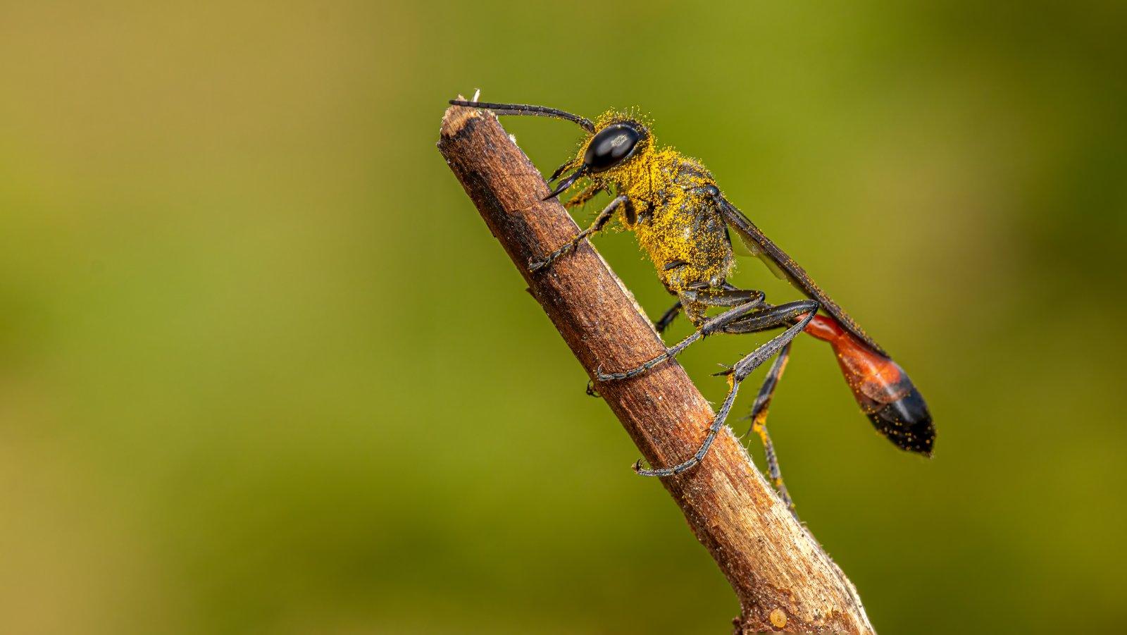 Macro & Insects