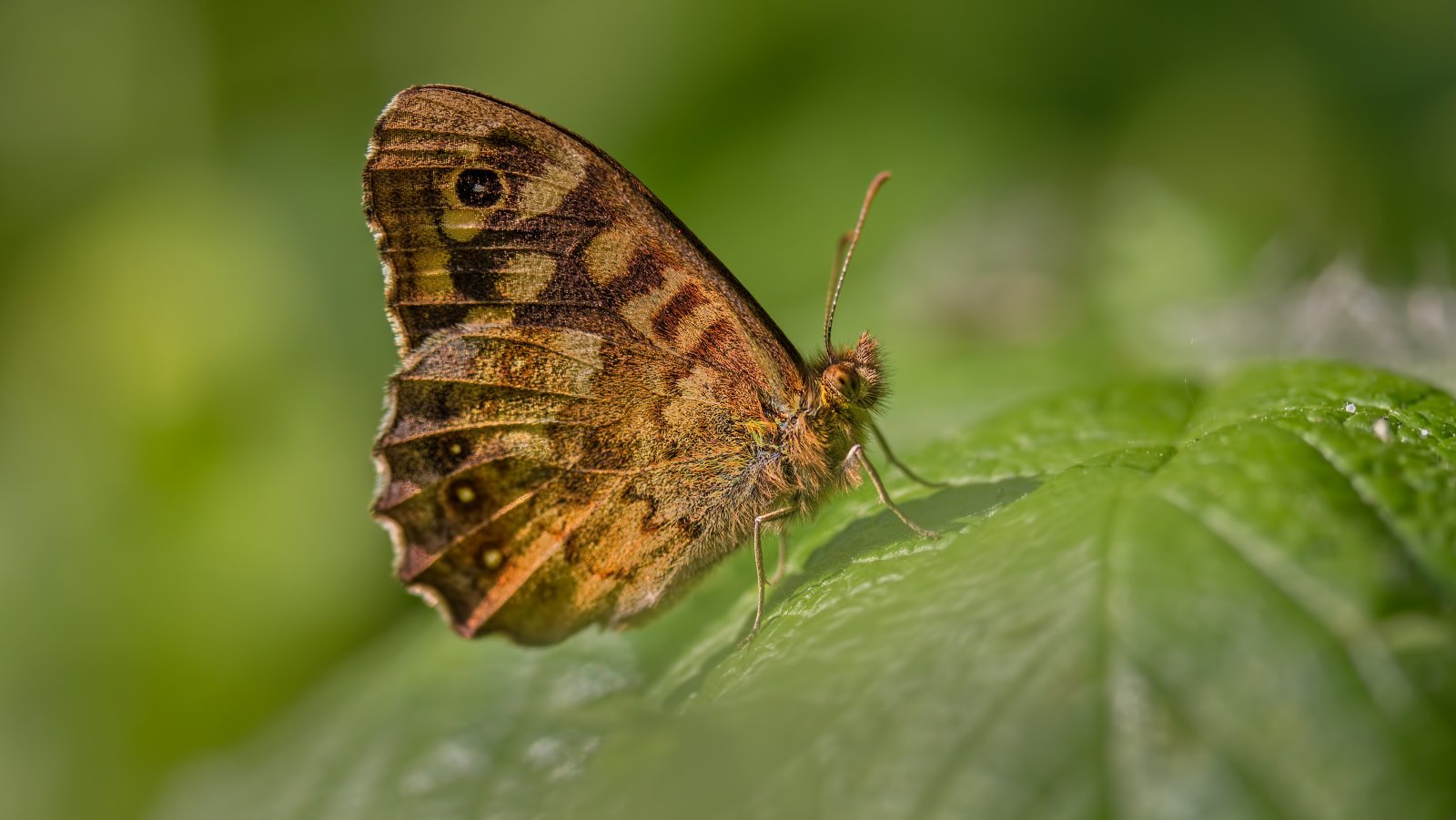 Macro & Insects