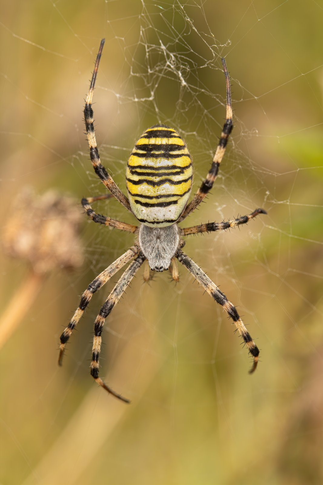 Macro & Insects