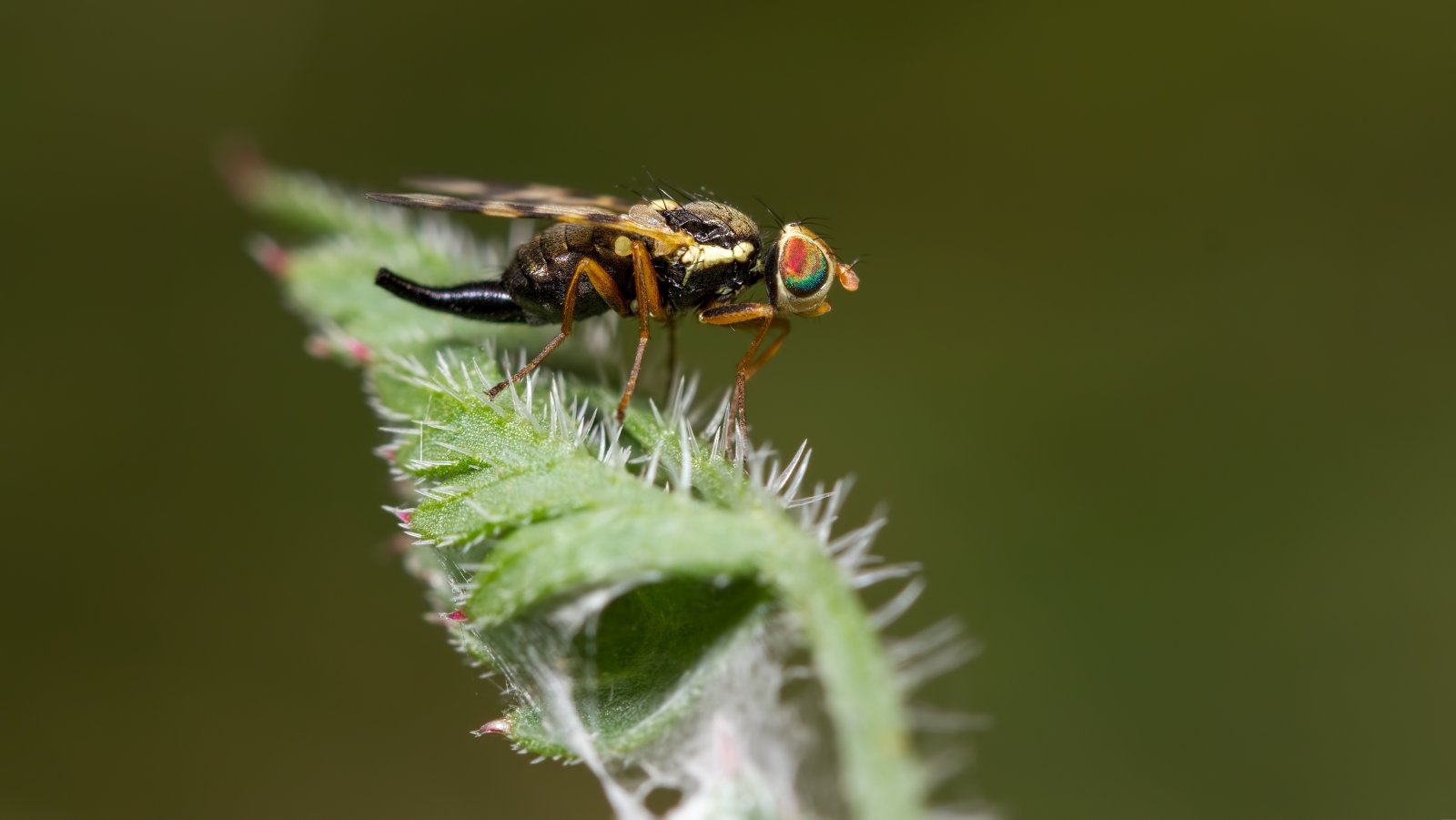 Macro & Insects