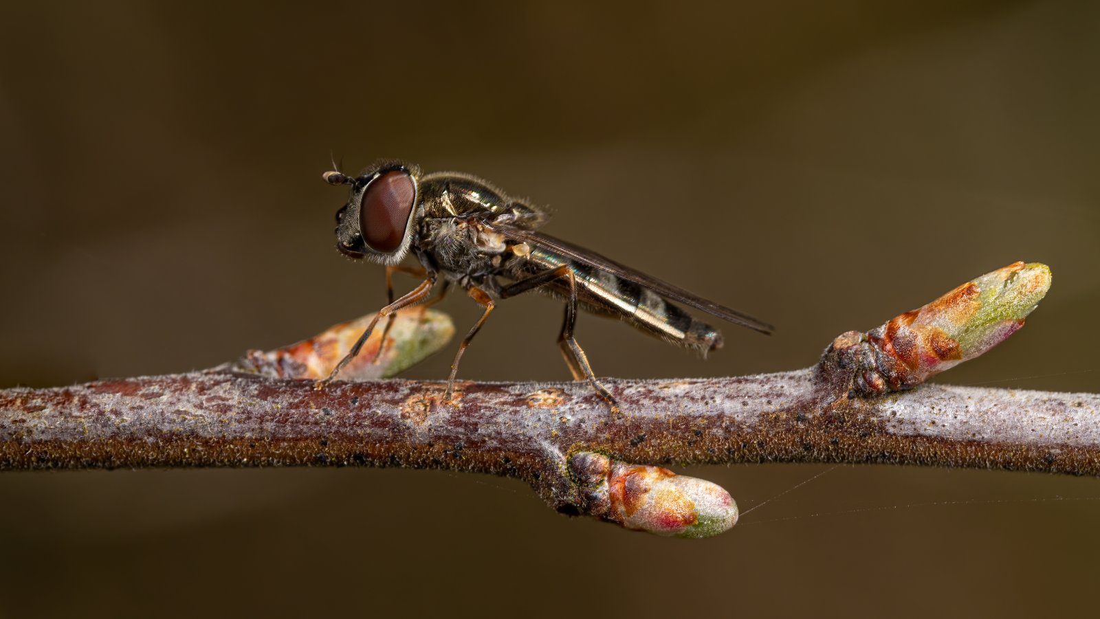 Macro & Insects