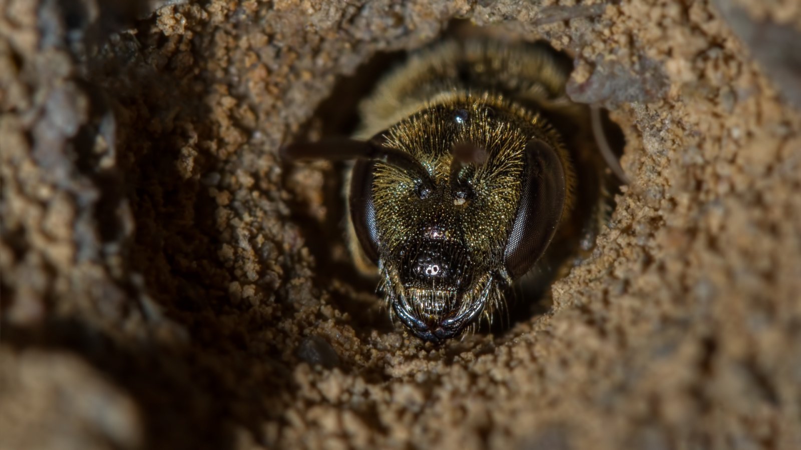 Macro & Insects