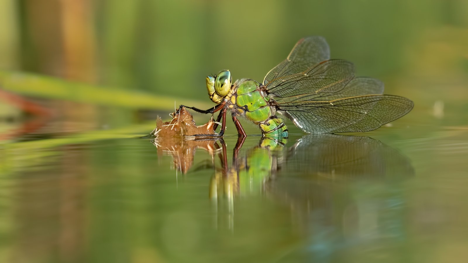 Macro & Insects