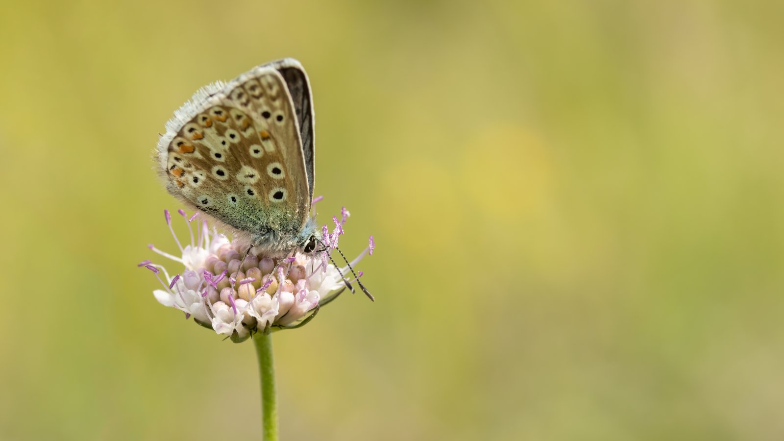 Macro & Insects