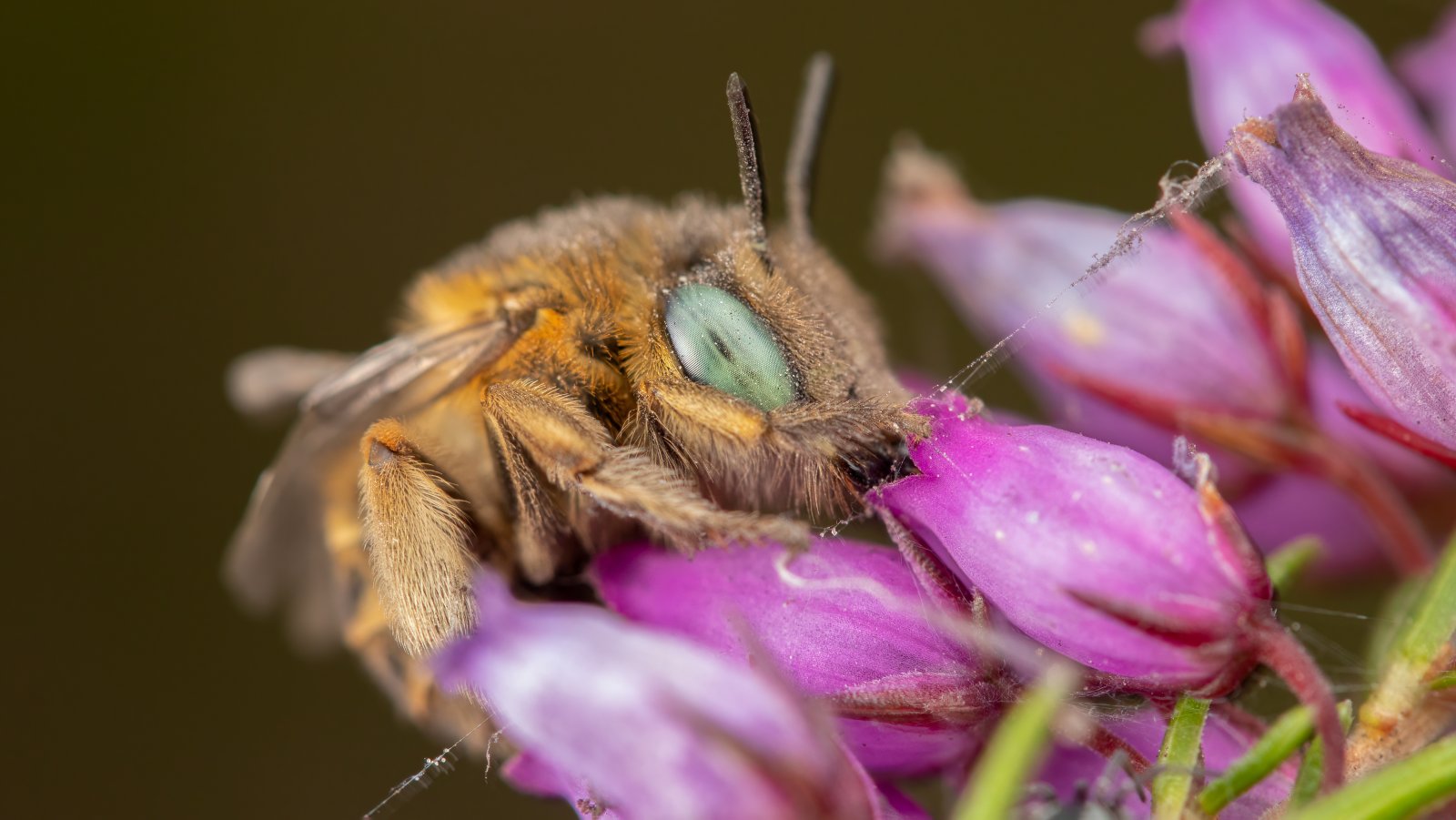 Macro & Insects