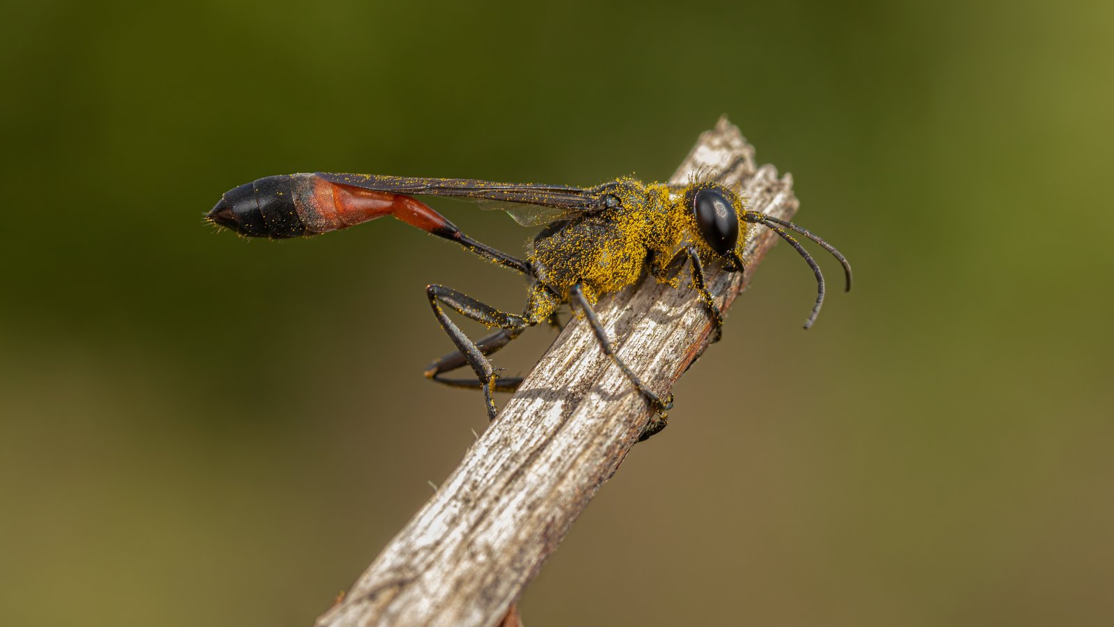 Macro & Insects