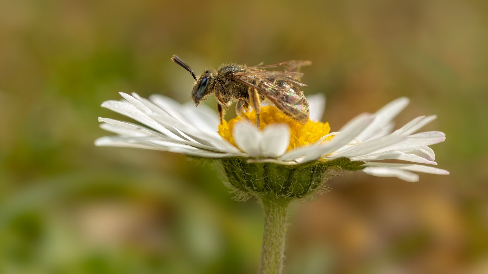 Macro & Insects