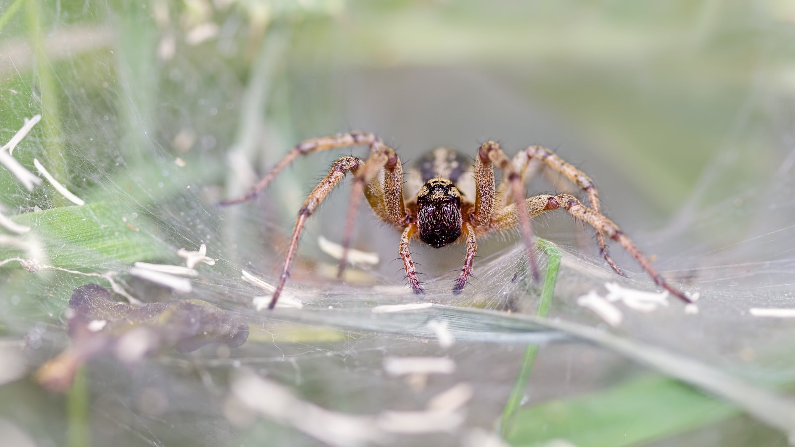 Macro & Insects