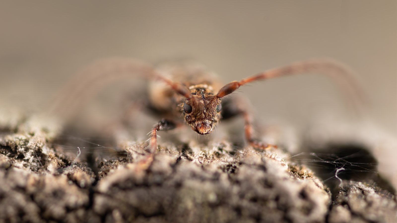 Macro & Insects