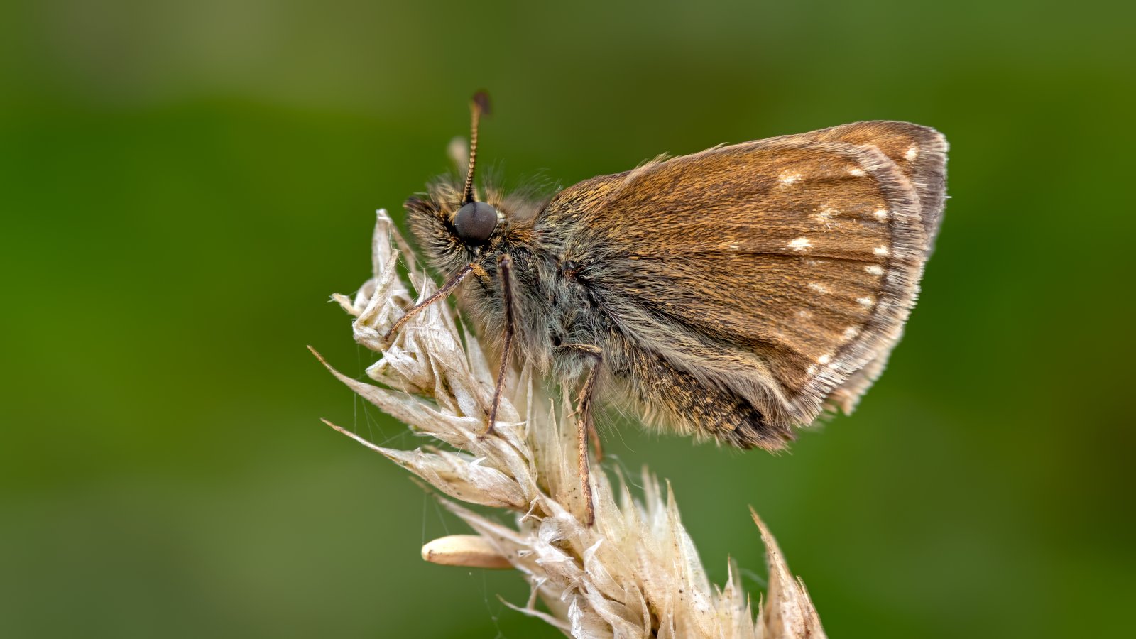 Macro & Insects