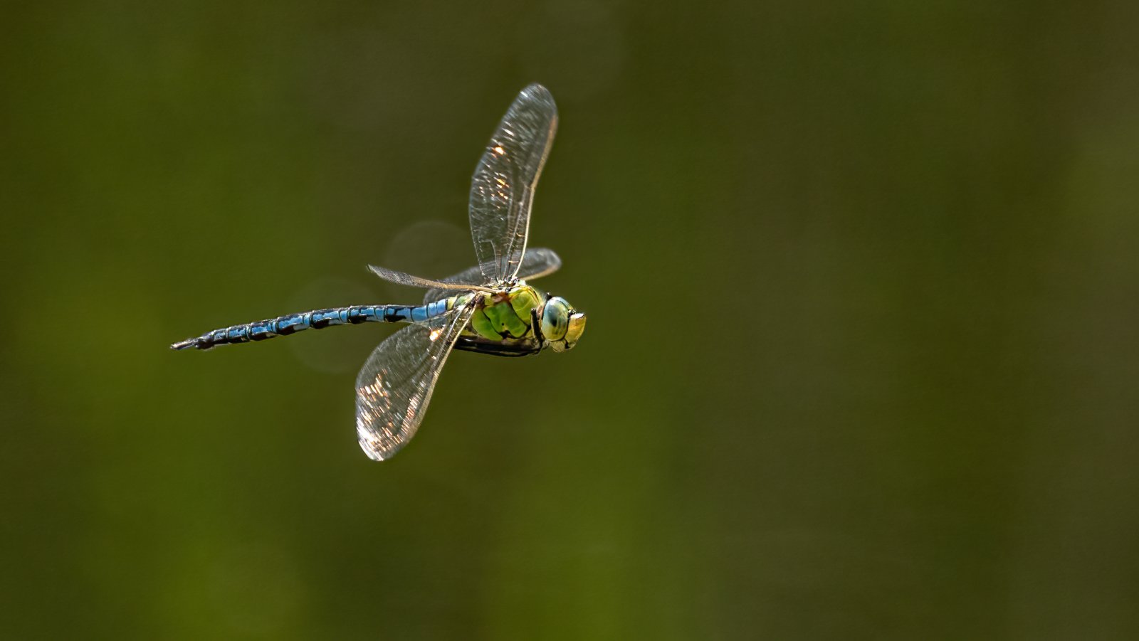 Macro & Insects