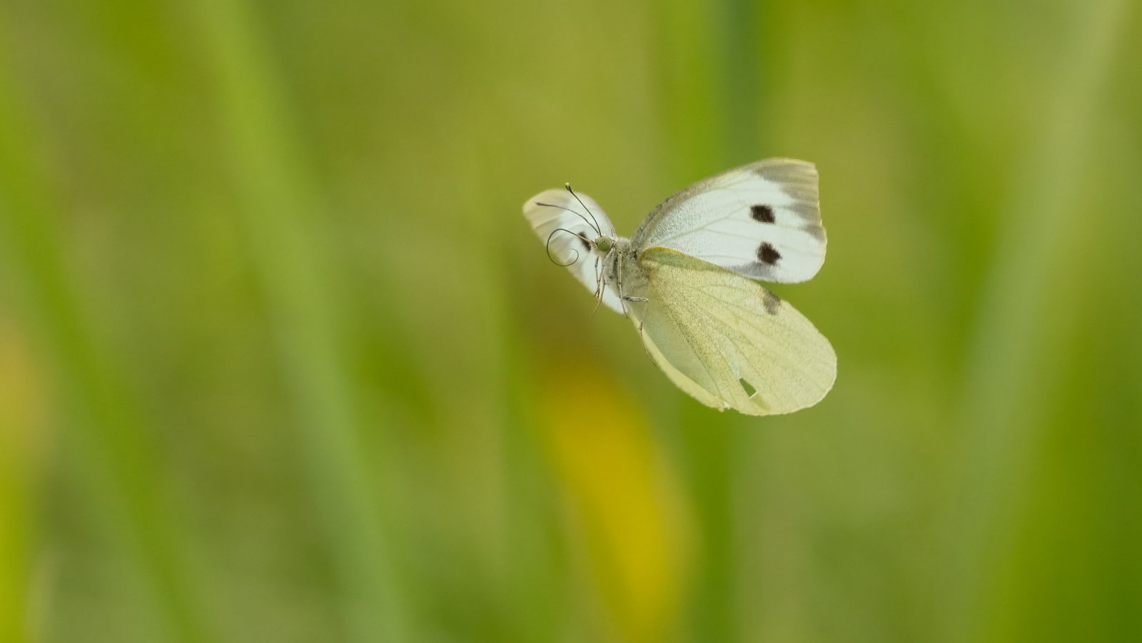 Macro & Insects