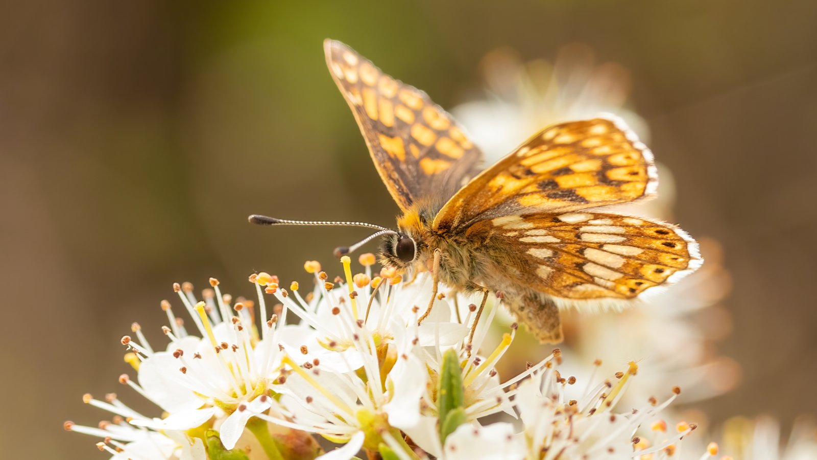 Macro & Insects