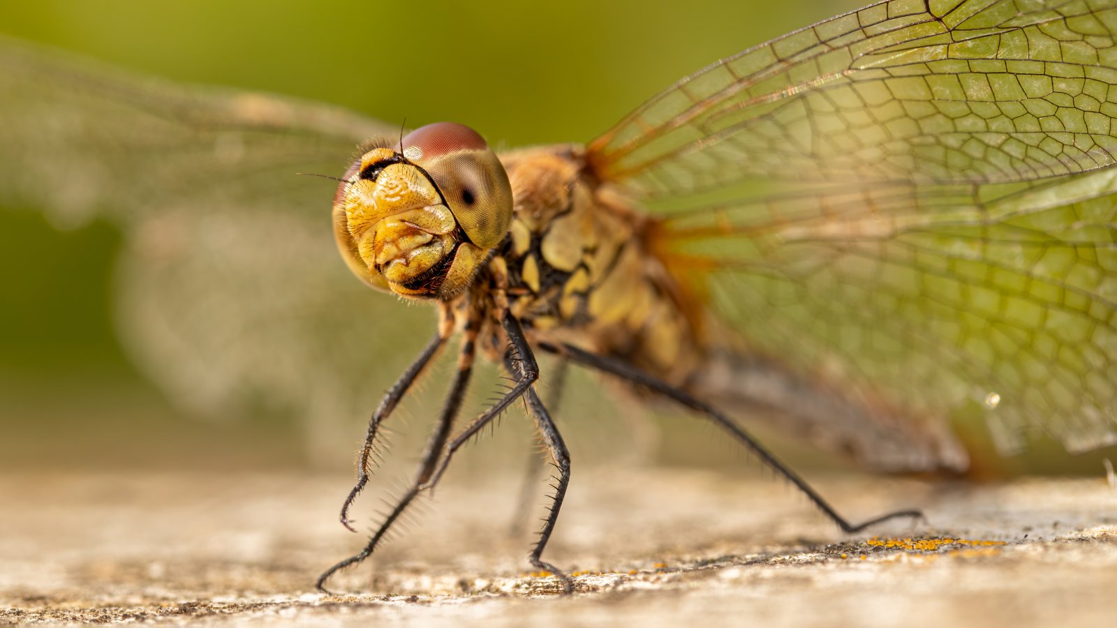 Macro & Insects