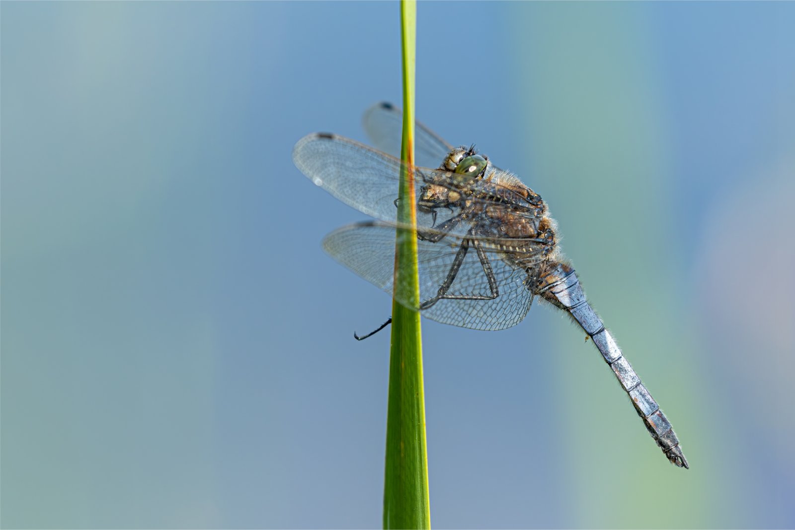 Macro & Insects