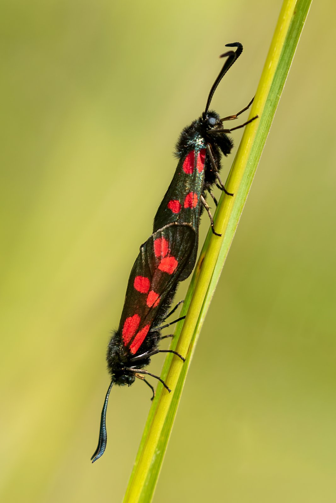 Macro & Insects