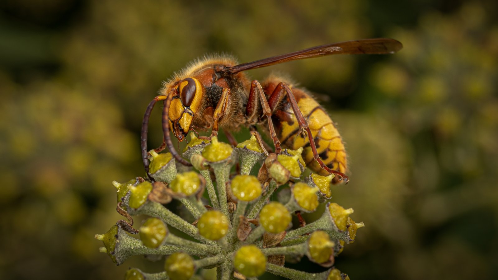 Macro & Insects