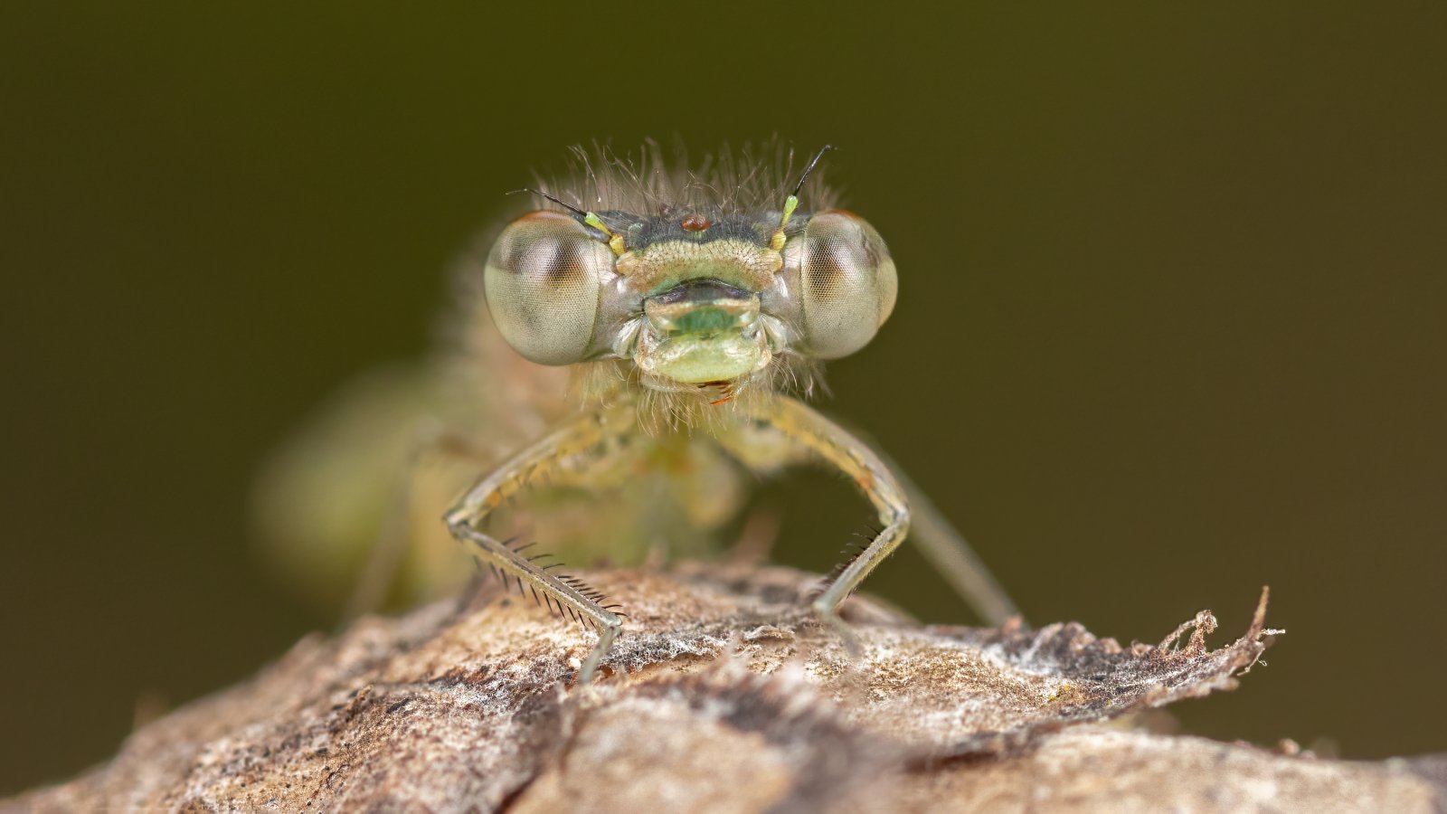 Macro & Insects