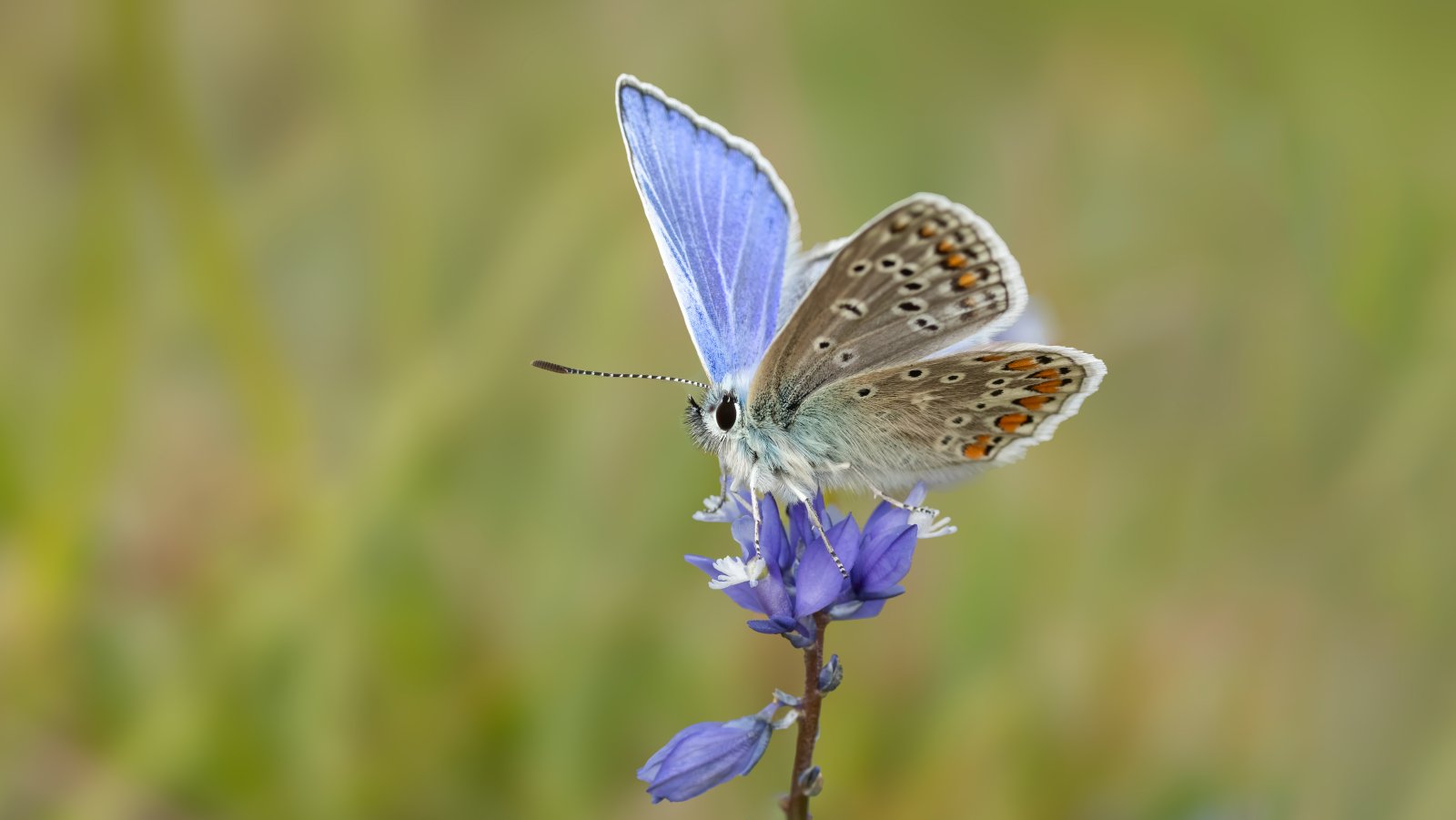 Macro & Insects