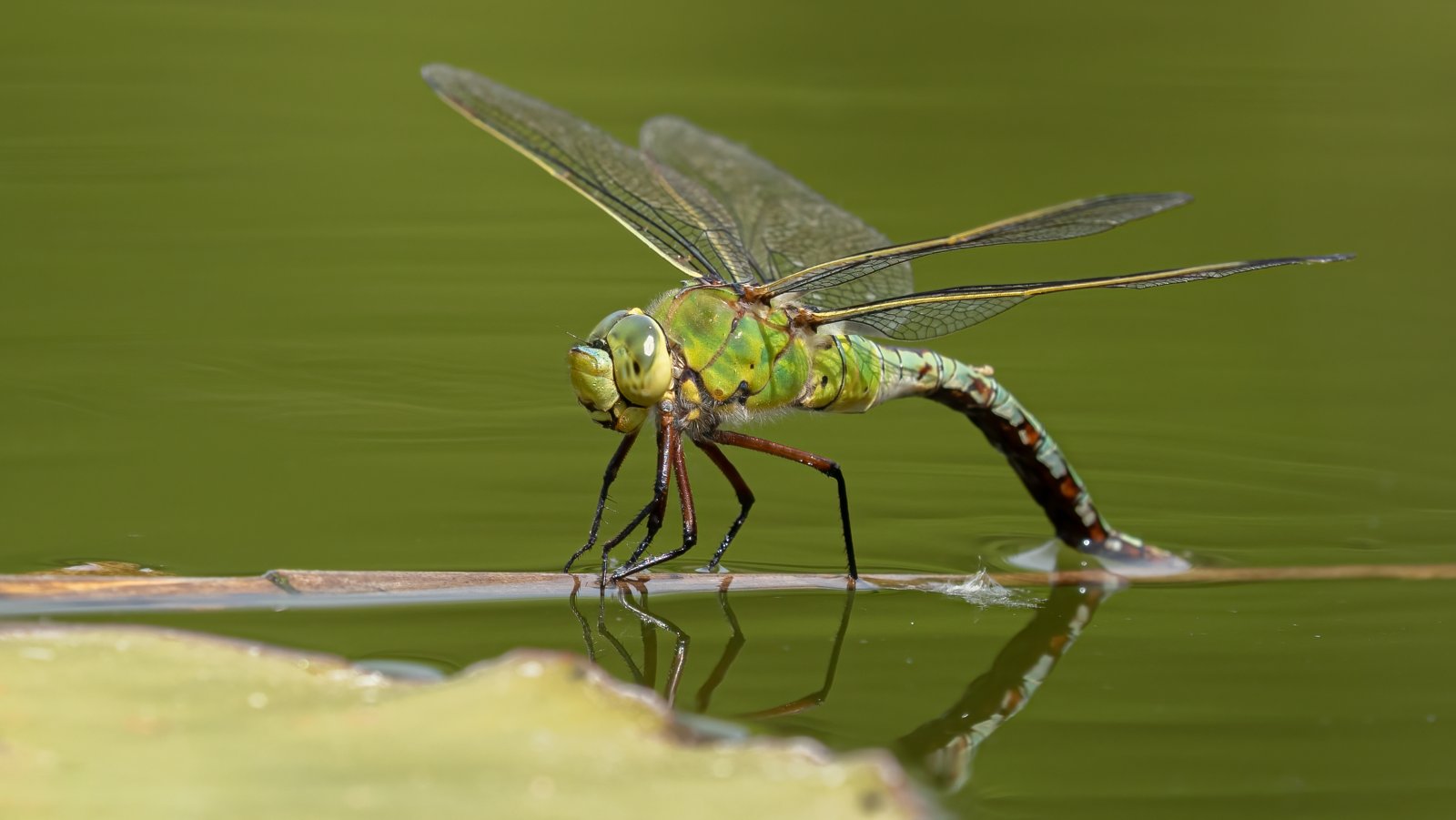 Macro & Insects