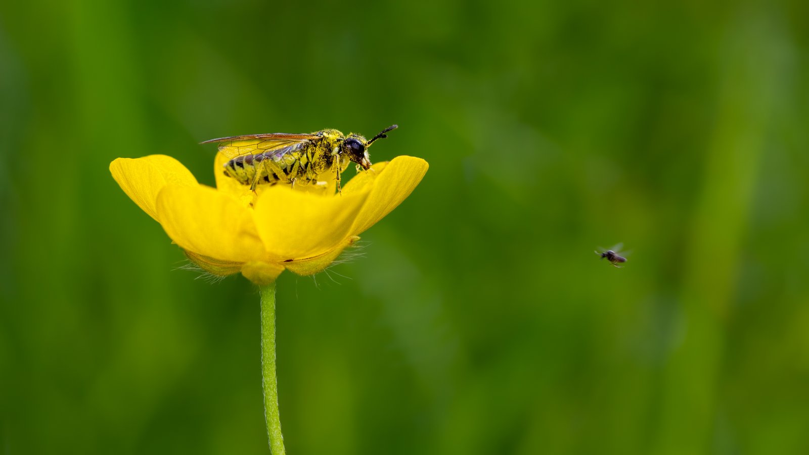 Macro & Insects