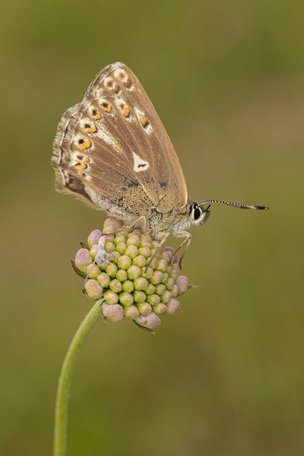 Macro & Insects