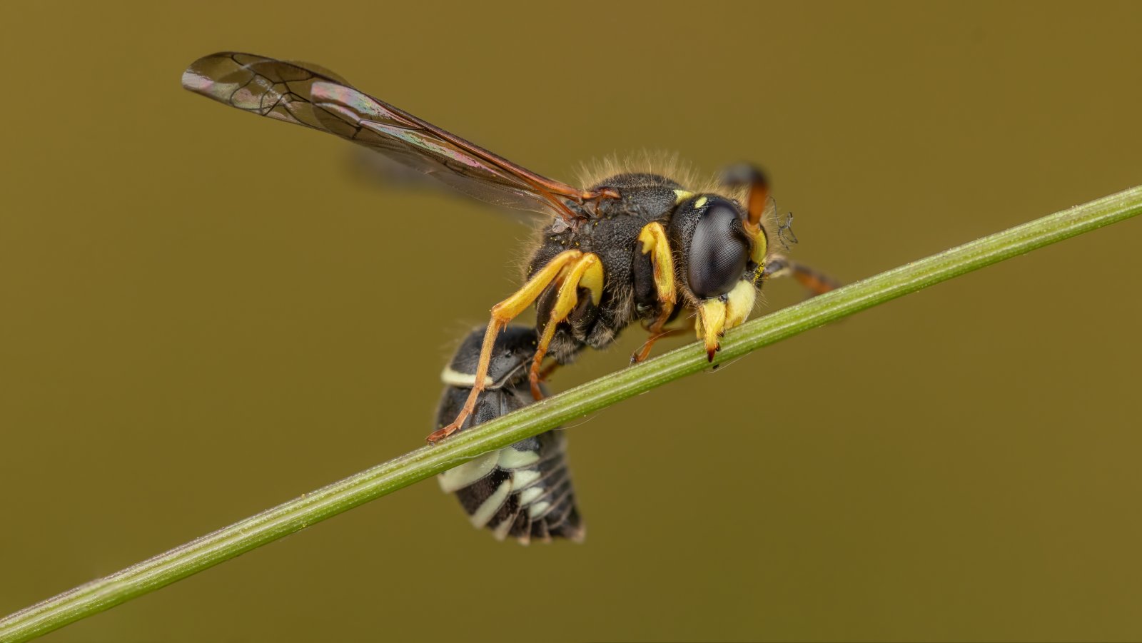 Macro & Insects