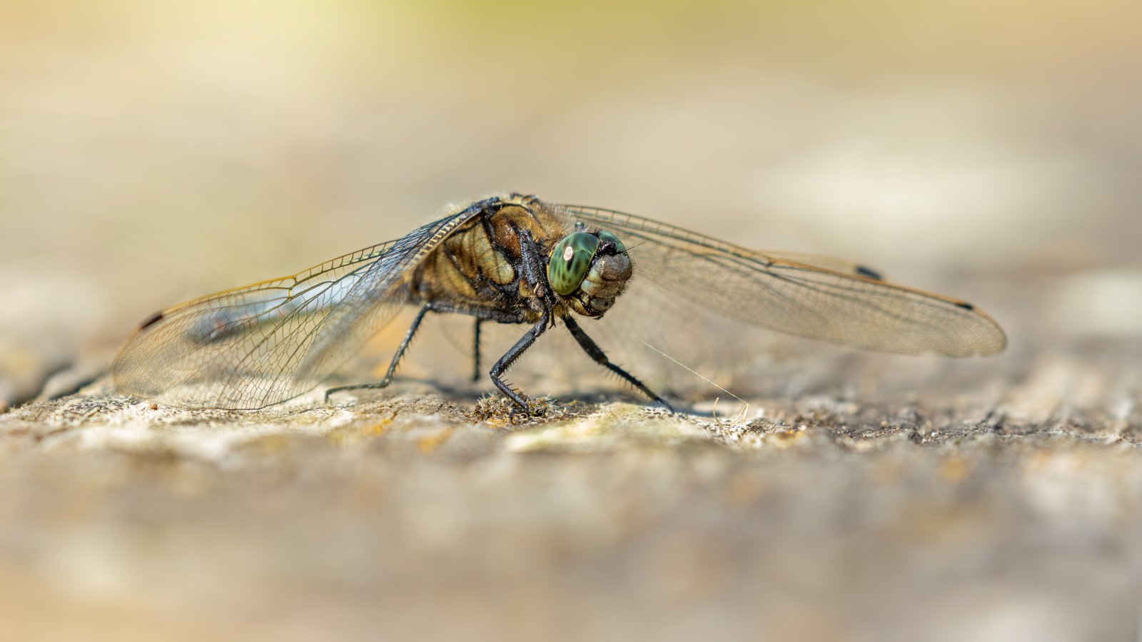 Macro & Insects